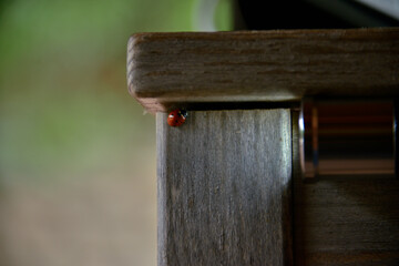 wooden fence with a wooden handle, ladybug