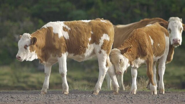 Young cattle playing with another young friend in slow motion Pico island Azores