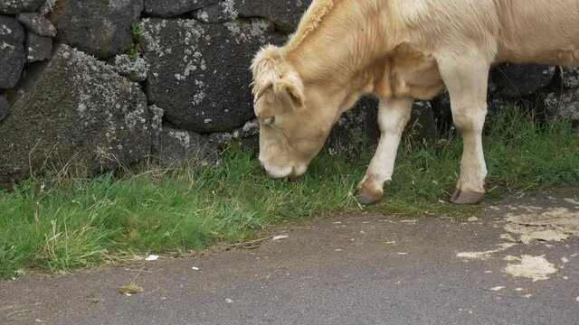 Cow eating green grass roadside Azores Pico
