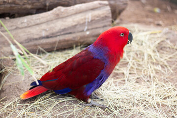 Red Eclectus parrot macaw sitting on straw 