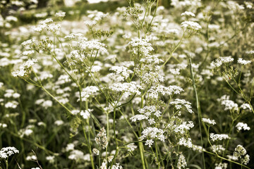 Fototapeta na wymiar A field of small white flowers. umbrella inflorescence.