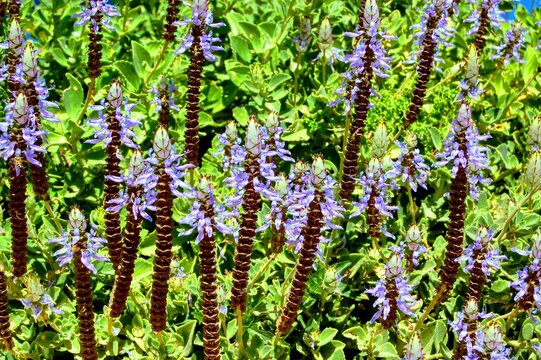 Purple flowers of a plant from the mint family (Plectranthus caninus)