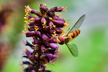 Hainschwebfliege ( Episyrphus balteatus ) beim Nektarsammeln am Bastardtindigo ( Amorpha fruticosa...