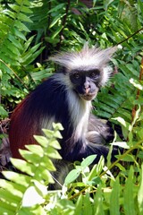 A red colobus monkey deep in thought