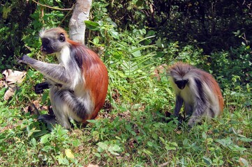 Red colobus monkeys foraging in the wild