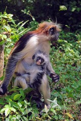 A red colobus monkey protecting her young