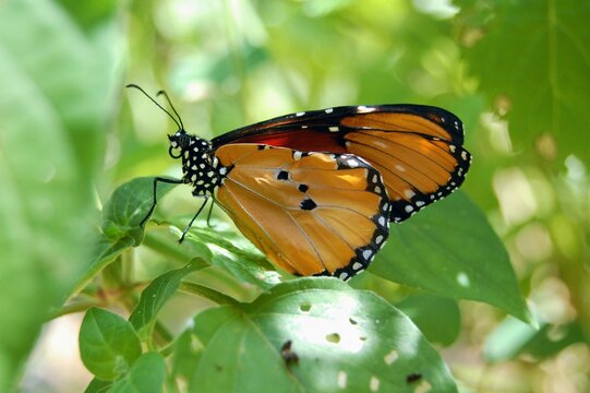 Selective focus of orange and black winged butterfly in the forest