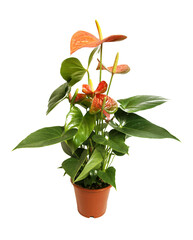 Anthurium in the flowerpot isolated on white background. Anthurium flower is a heart-shaped flower. Flamingo flowers. Orange anthurium andraeanum (Araceae or Arum) symbolize hospitality.