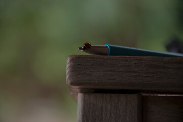 ladybug on blue pen and wooden table