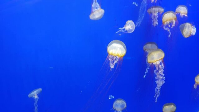 Jellyfish swimming in the glass  fish tank
