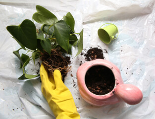 Plant transplantation. Transplanting houseplant, anthurium in pot. Change the soil in home plants. Change the soil to anthurium flowers. Care from home plants. Home gardening relocating house plant.