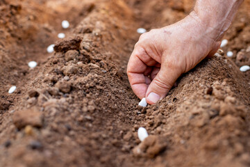 Hands of a farmer is planting the seeds