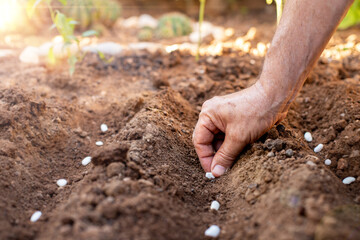 Hands of a farmer is planting the seeds