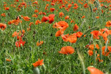 Fototapeta na wymiar huge field of red poppy flowers