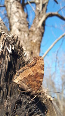 A brown butterfly on a tree