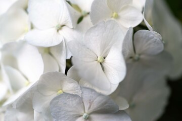 Fototapeta na wymiar 白い紫陽花