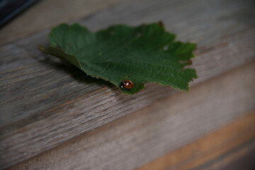 ladybug on the green leaf