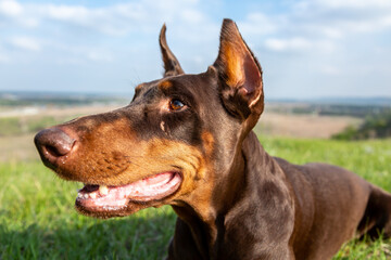 Portrait of a brown-and-tan doberman dobermann dog in green grass on a hill on a blurred natural background. Head in the frame close-up. Horizontal orientation.