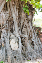 The head of Buddha in WAT MAHATHAT in Ayutthaya, Thailand. It is part of the World Heritage Site - Historic City of Ayutthaya.