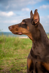 Profile of brown-tan doberman dobermann dog. Closeup head portrait on blurred grass and sky background. Vertical orientation. 