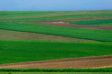 Fototapeta na wymiar Wiosenne zielone pola w Sułoszowie