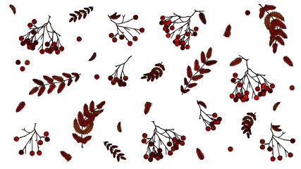 Autumn theme of rowan berries and leaves, autumn-coloured leaves, red and orange rowanberries