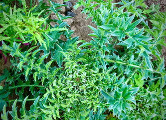 Thorn. Thistle. Milk thistle.
Milk thistle, or rather its fruits - achenes with fluffy tufts, is used as a medicinal raw material. Milk thistle preparations are used to treat diseases of the liver