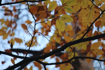 Autumn leave and shades