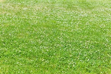 Bright green field with white clover flowers, background pattern. Summer concept. Concept of park, garden and forest. Nature concept. Beautiful background for the designer.