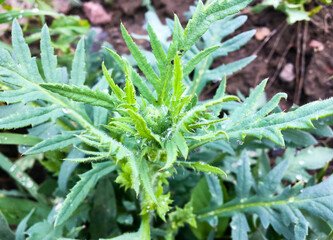 Thorn. Thistle. Milk thistle.
Milk thistle, or rather its fruits - achenes with fluffy tufts, is used as a medicinal raw material. Milk thistle preparations are used to treat diseases of the liver