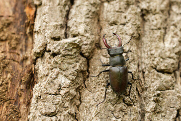 Hirschkäfer (Lucanus cervus)