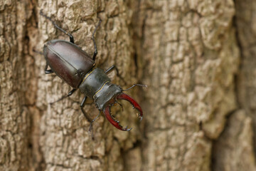 Hirschk&auml;fer (Lucanus cervus)