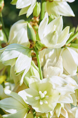 White Yucca filamentosa bush flowers, other names include Adams needle, common yucca, Spanish bayonet, bear-grass, needle-palm, silk-grass, and spoon-leaf yucca.