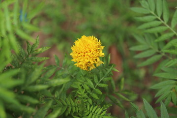yellow dandelion flower