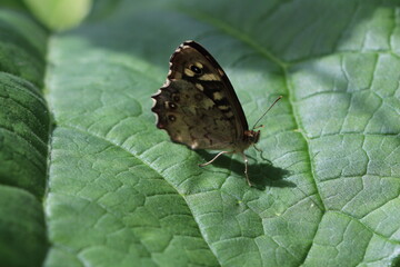 Waldbrettspiel (Pararge aegeria) mit geschlossenen Flügeln