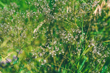 Flower background, beautiful multi-colored wildflowers illuminated by the sun, beautiful bokeh and a place for copyspace, Meadow with lots of spring flowers
