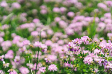 Obraz na płótnie Canvas Flower background, beautiful multi-colored wildflowers illuminated by the sun, beautiful bokeh and a place for copyspace, Meadow with lots of spring flowers