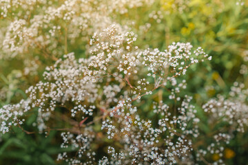 Flower background, beautiful multi-colored wildflowers illuminated by the sun, beautiful bokeh and a place for copyspace, Meadow with lots of spring flowers