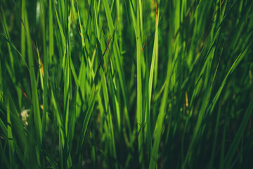 Green background of the grass, freshness, summer, texture