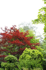 植物、自然、緑、公園、庭園、木、葉、庭、樹木、花