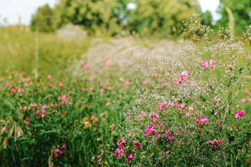 Flower background, beautiful multi-colored wildflowers illuminated by the sun, beautiful bokeh and a place for copyspace, Meadow with lots of spring flowers