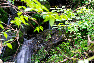 【環境イメージ】山から流れ出す水