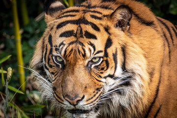 a tiger in a bamboo patch