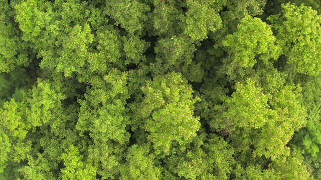 Cinematic scene top view of teak tree, flying above beautiful green forest in rainy day