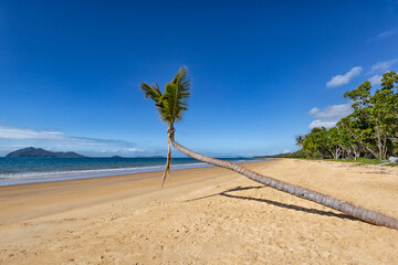 palm tree on the beach