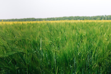 Agriculture. Green wheat sprouts in the sunlight background.