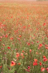 Meadow with beautiful bright red poppy flowers in spring. High-quality photo