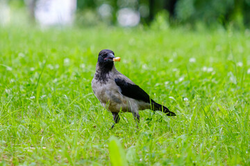 Selective focus on a gray raven holding corn sticks in its beak. Golden crispy airy treat for a wild bird. Corn sticks are scattered in the grass. Coopy space.