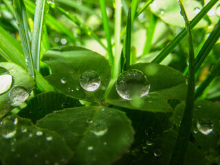 Drops on plants in the spring after rain