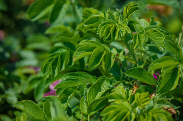 Pink Magenta wild rosehip flowers and young green buds and fruits.